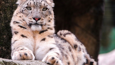 , snow leopard, ,  , , 