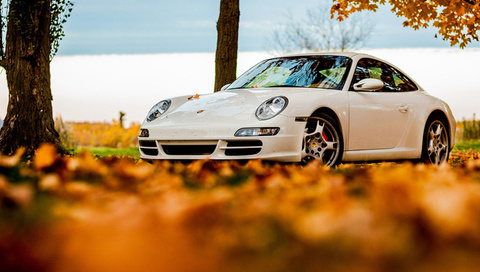 foliage, tree, 911, porsche, white, autumn, , sky, 911