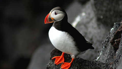 , puffin, fratercula arctica,  , 