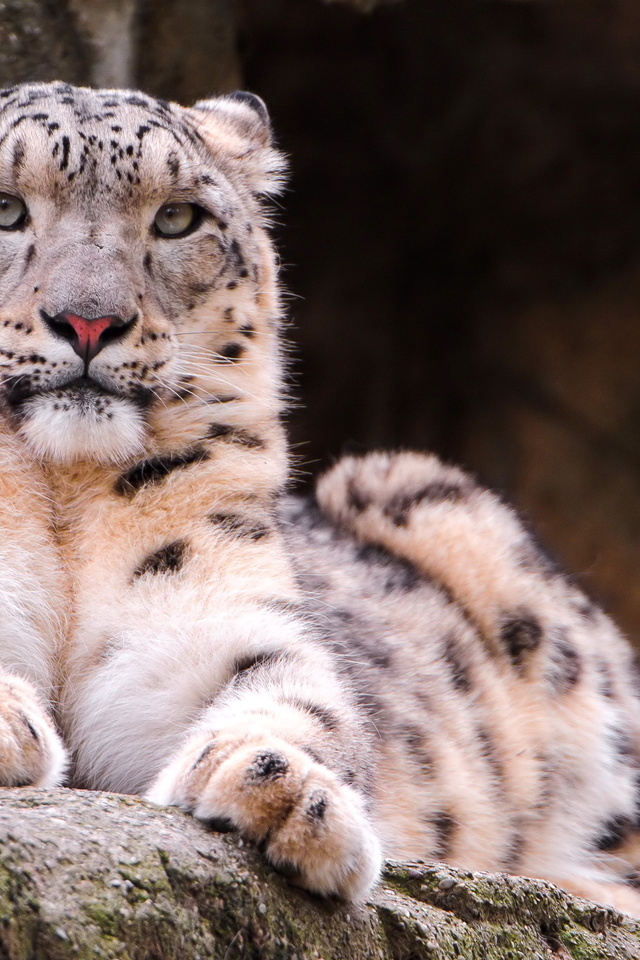 , snow leopard, ,  , , 