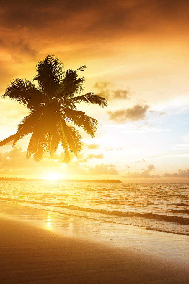 palms, ocean, sunrise, caribbean, clouds,, sea, sunlight