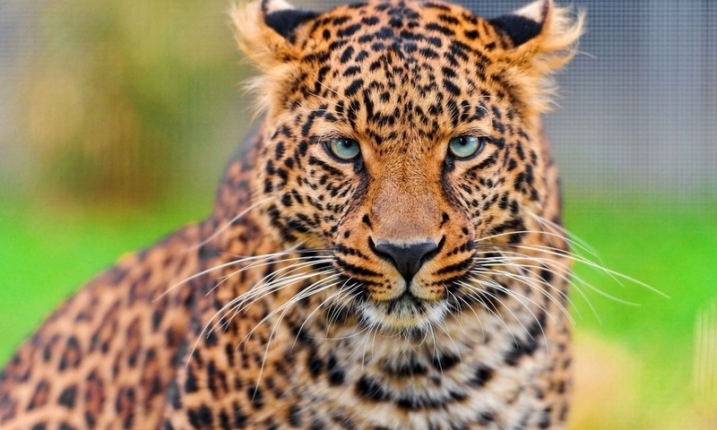 , leopard, , , panthera pardus, , 