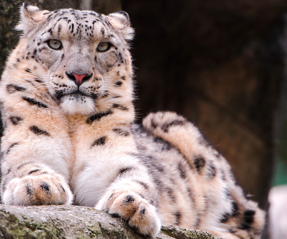 , snow leopard, ,  , , 