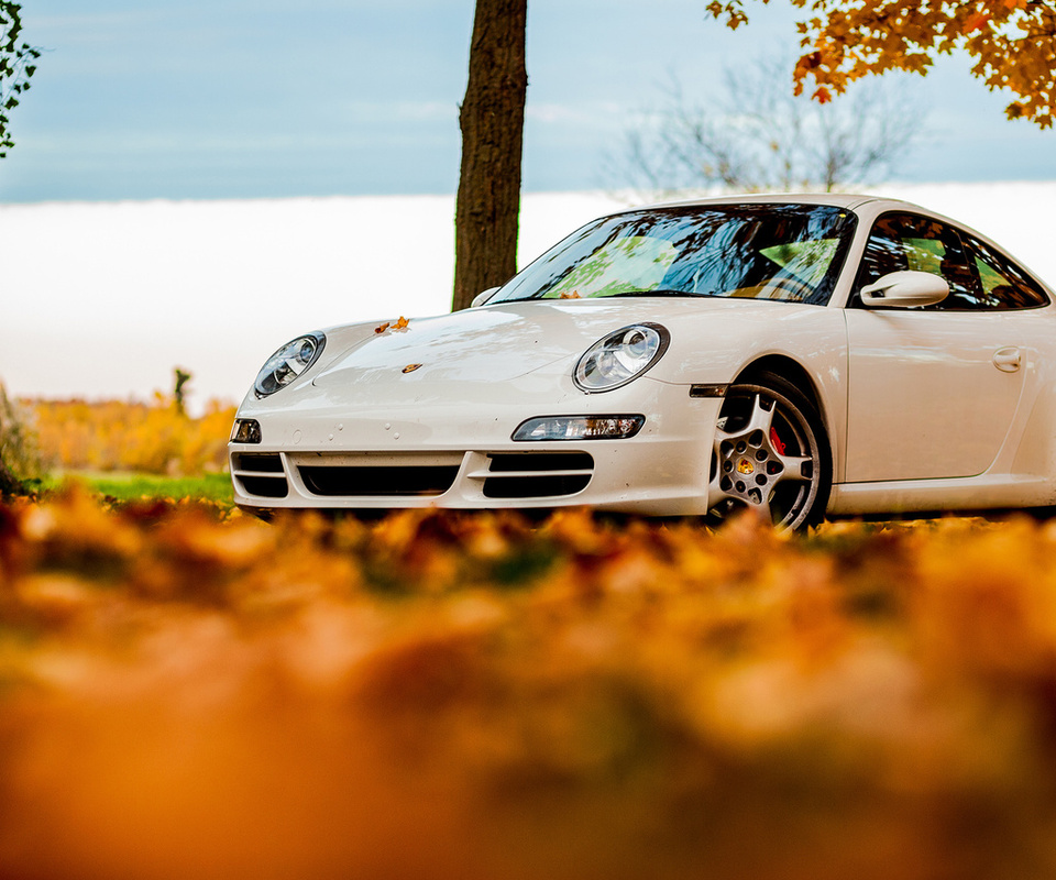 foliage, tree, 911, porsche, white, autumn, , sky, 911