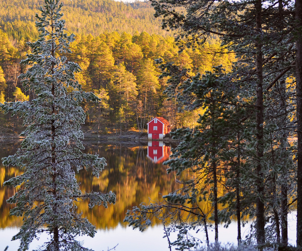 , autumn, , , forest, , Norway, , 
