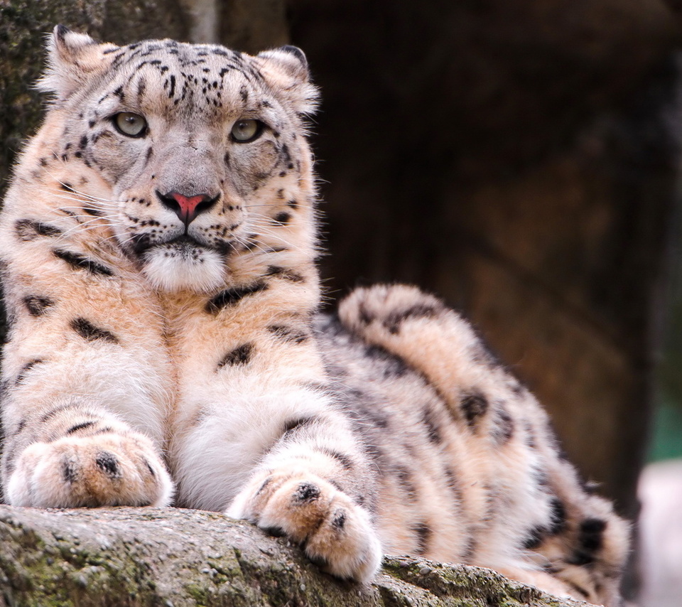 , snow leopard, ,  , , 