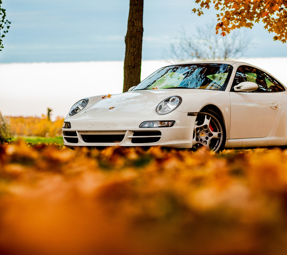 foliage, tree, 911, porsche, white, autumn, , sky, 911