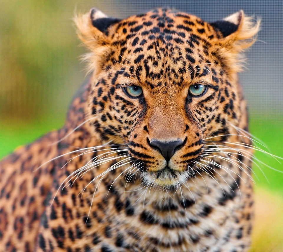 , leopard, , , panthera pardus, , 