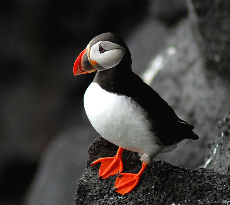 , puffin, fratercula arctica,  , 