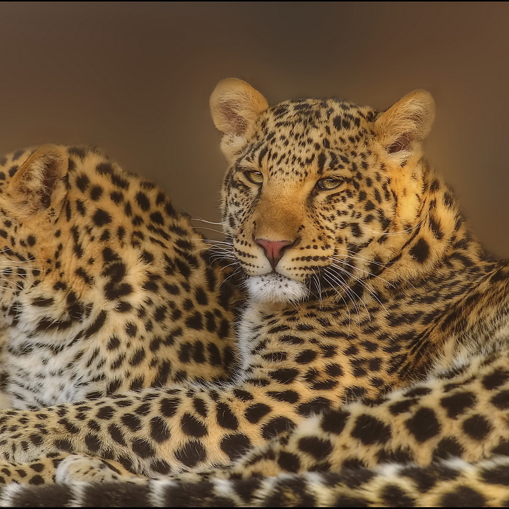 leopard, , , , 