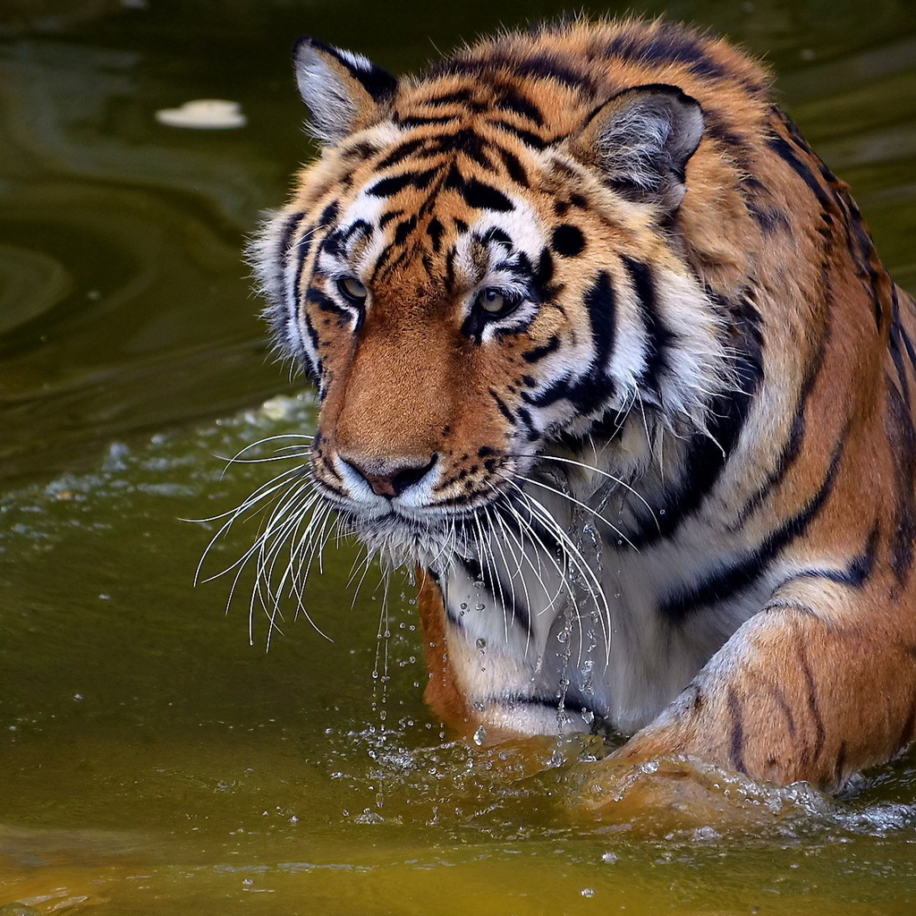 , , , panthera tigris, , tiger, , 