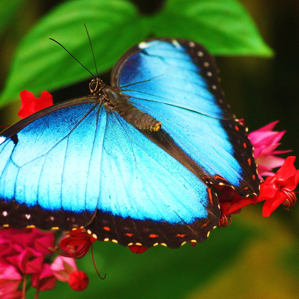 morpho, ,   ,  , 