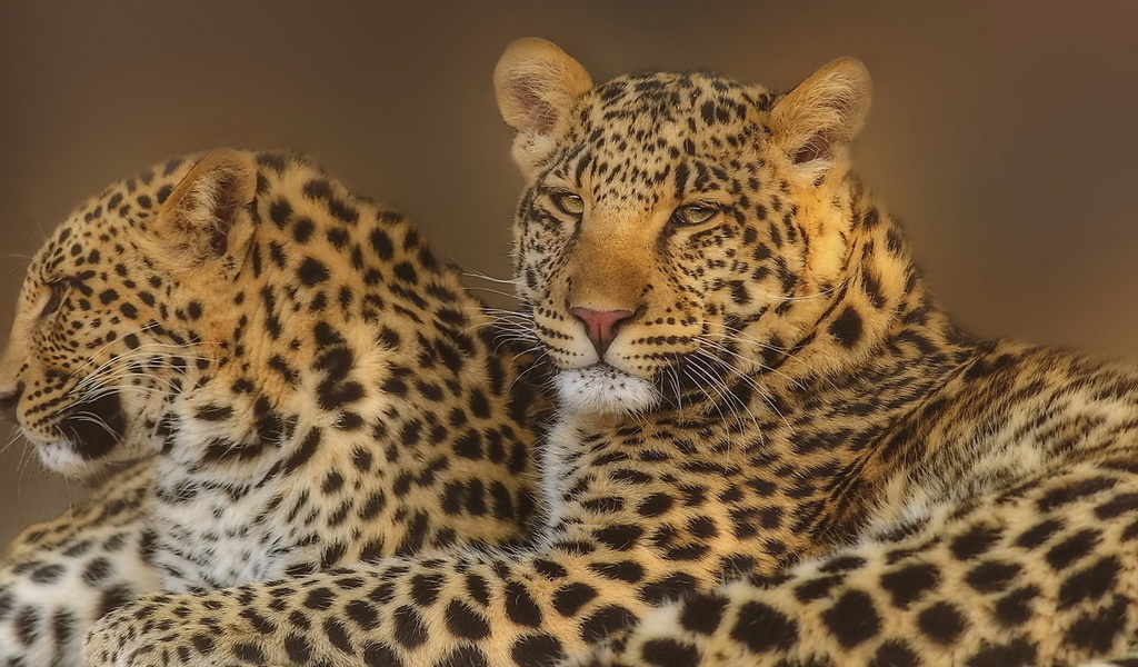 leopard, , , , 