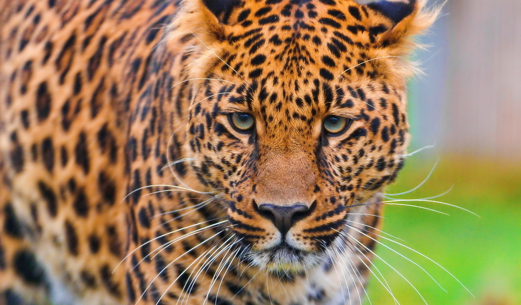 , , leopard, , panthera pardus, , 