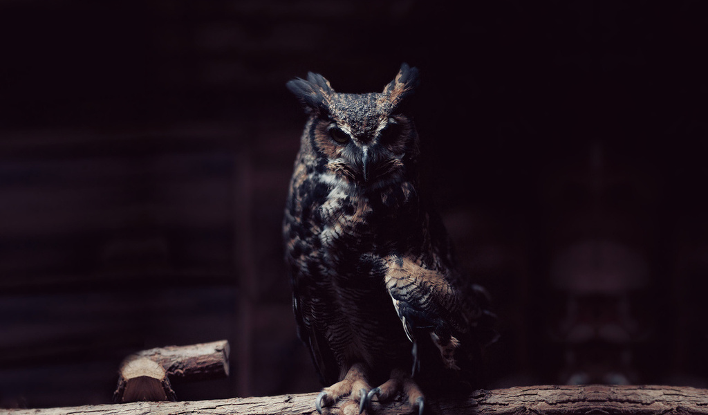 Owl, , , 