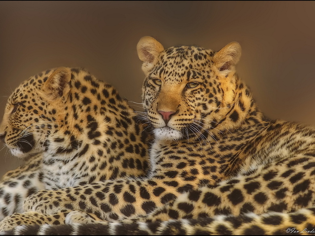 leopard, , , , 