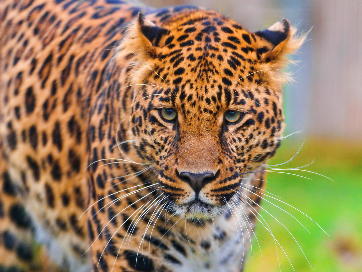 , , leopard, , panthera pardus, , 