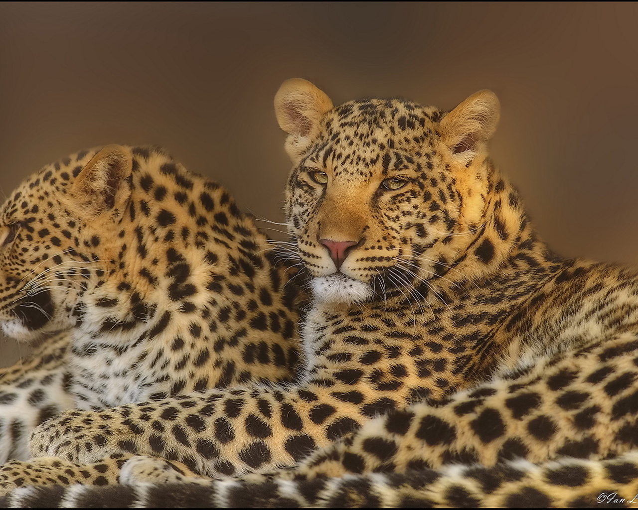 leopard, , , , 