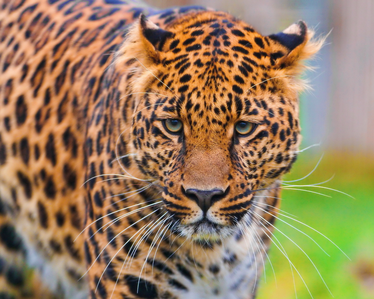 , , leopard, , panthera pardus, , 