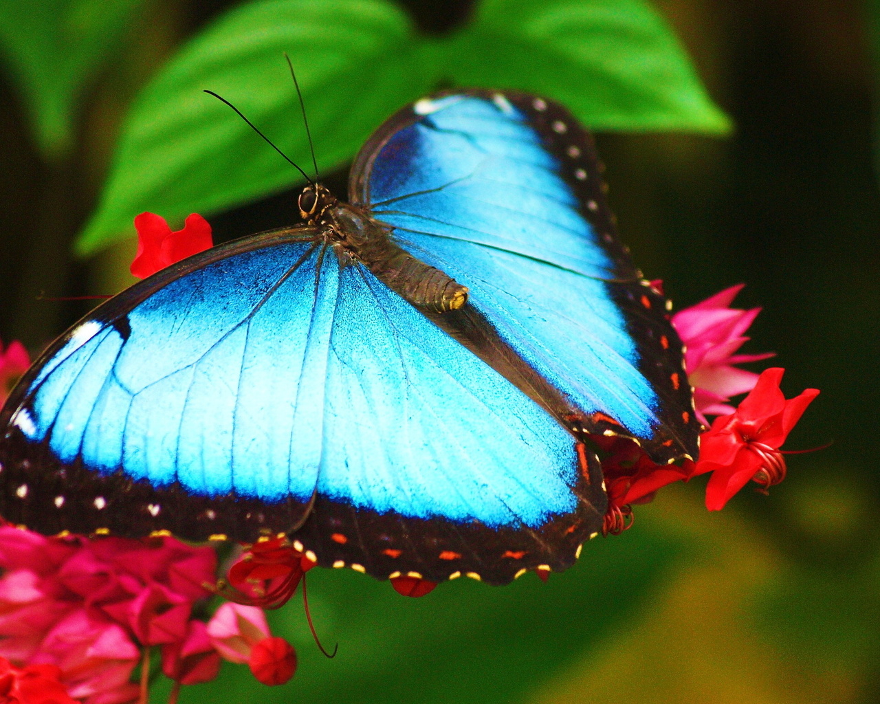 morpho, ,   ,  , 