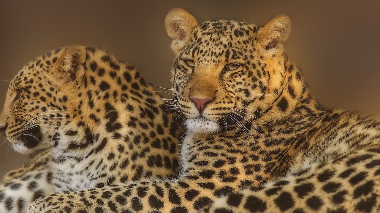 leopard, , , , 