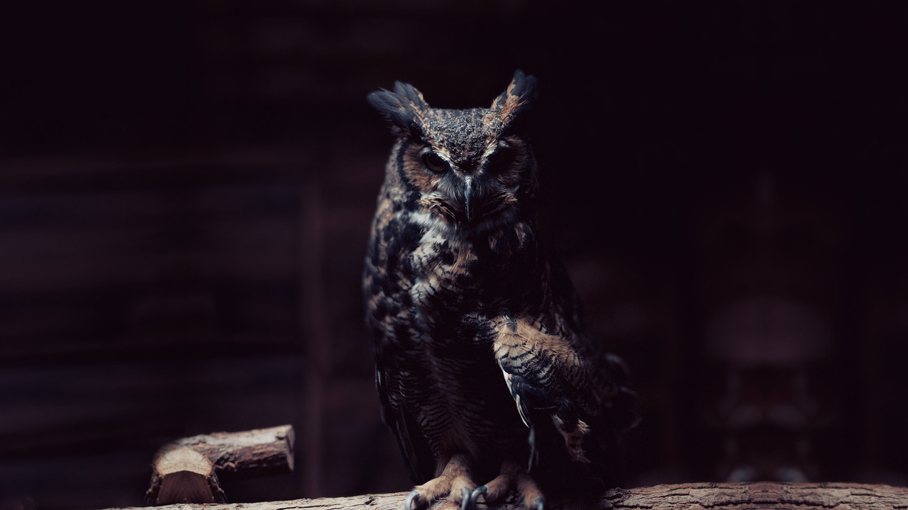 Owl, , , 