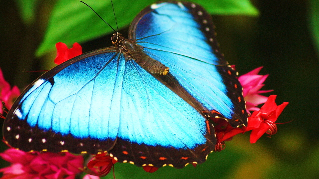 morpho, ,   ,  , 