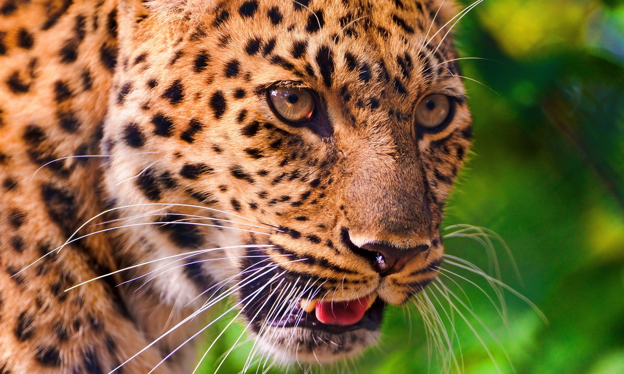 , , leopard, , , panthera pardus, 