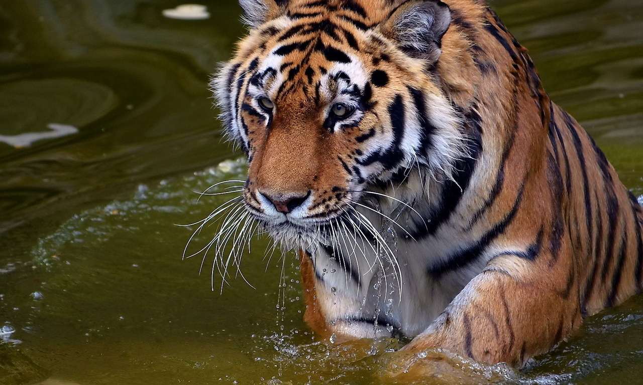 , , , panthera tigris, , tiger, , 