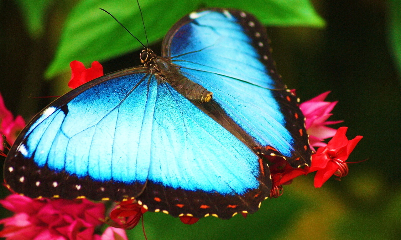 morpho, ,   ,  , 