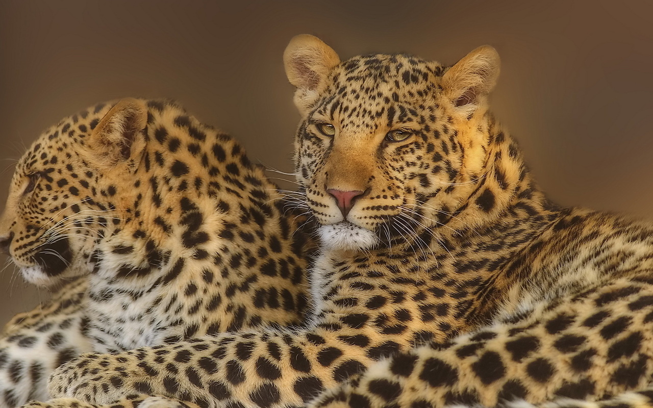 leopard, , , , 