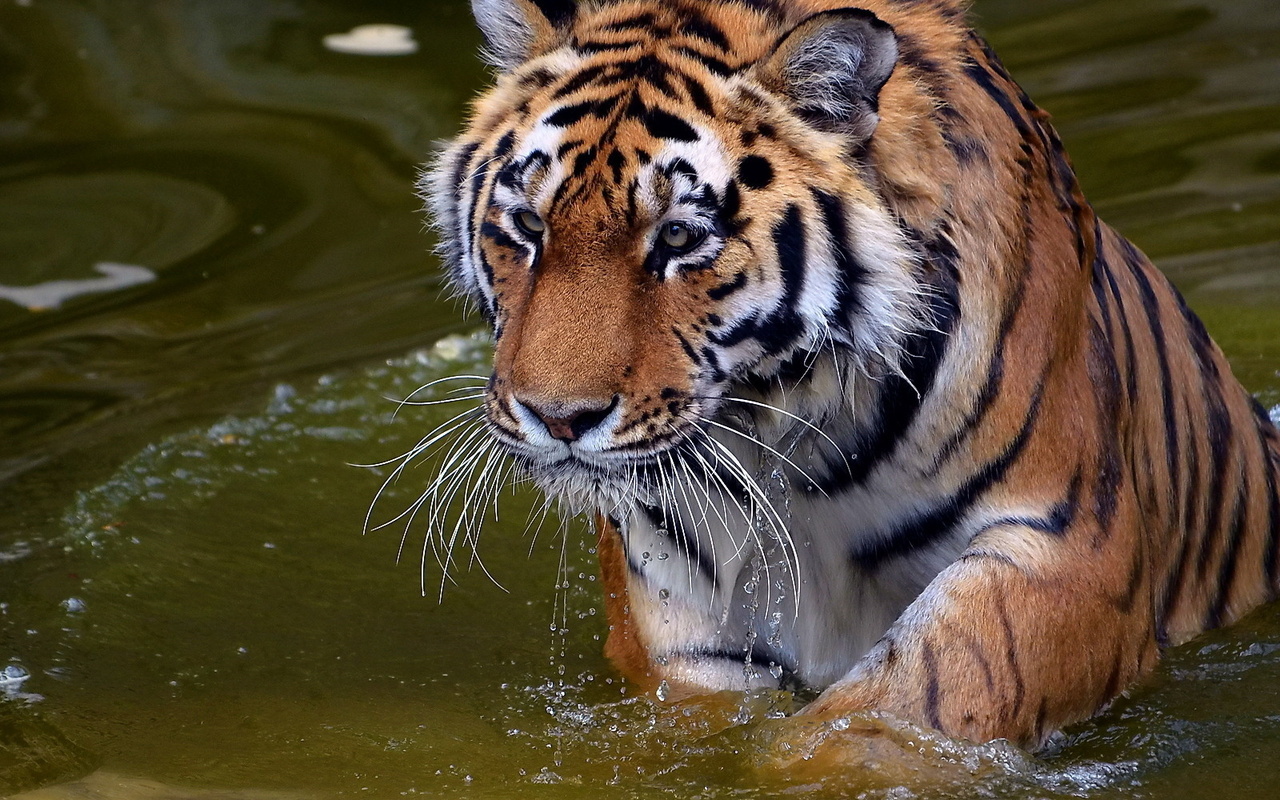 , , , panthera tigris, , tiger, , 