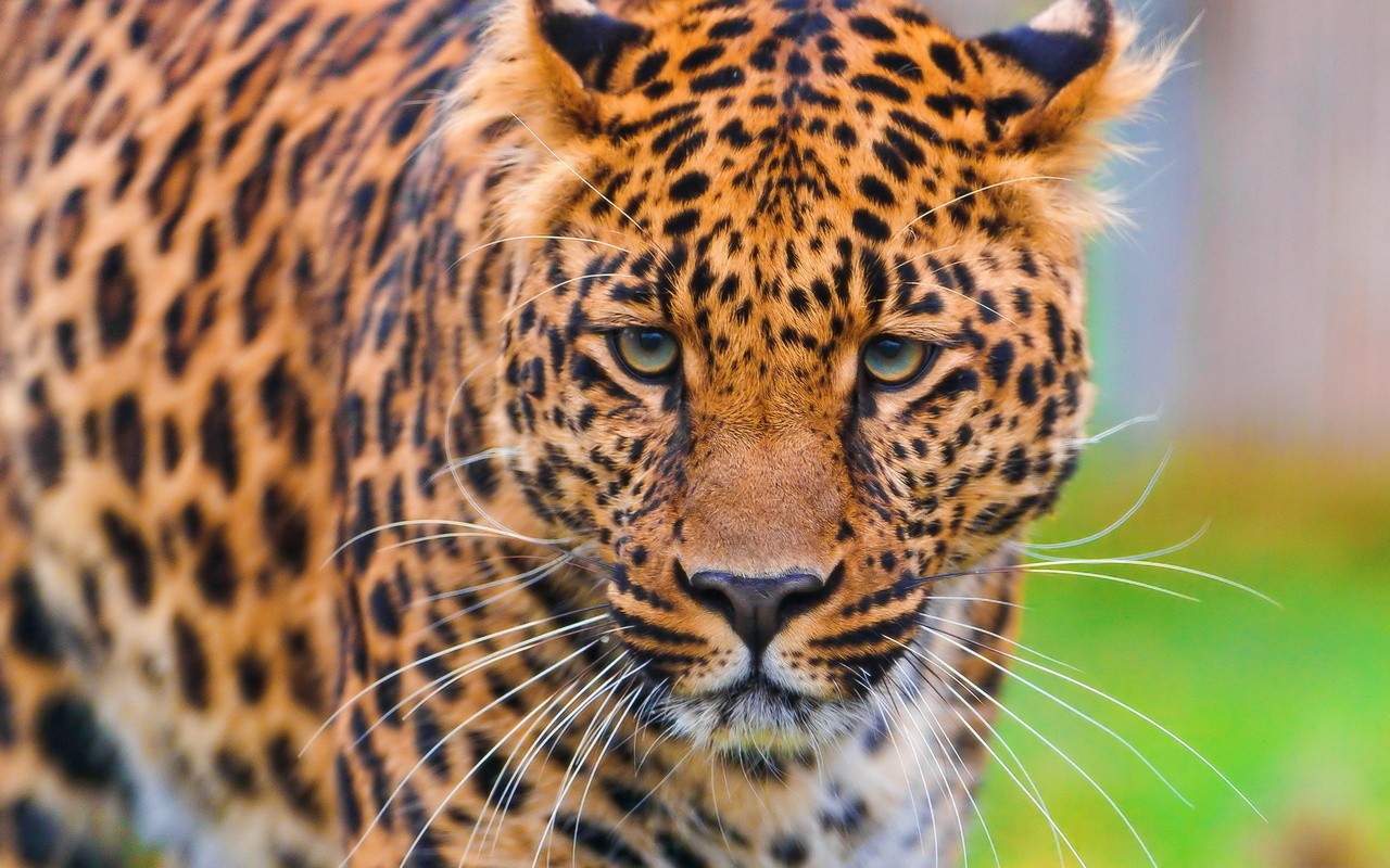 , , leopard, , panthera pardus, , 