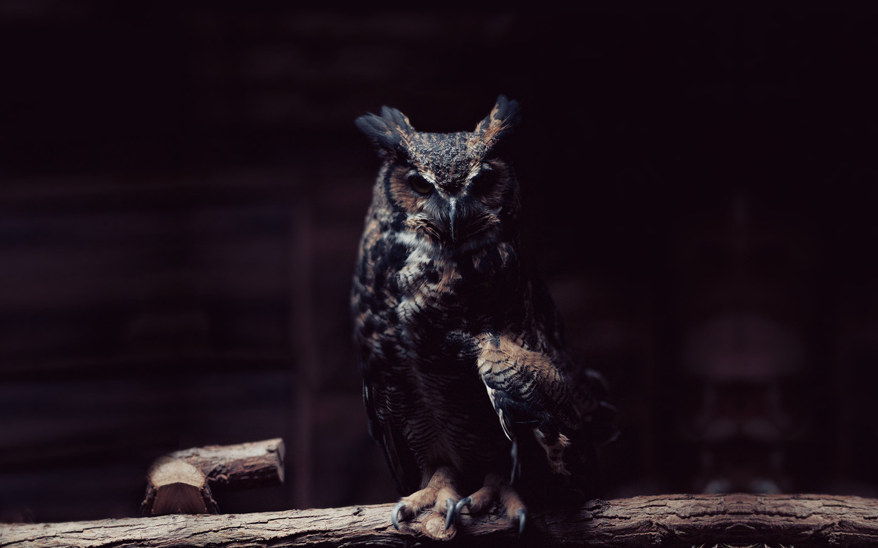 Owl, , , 