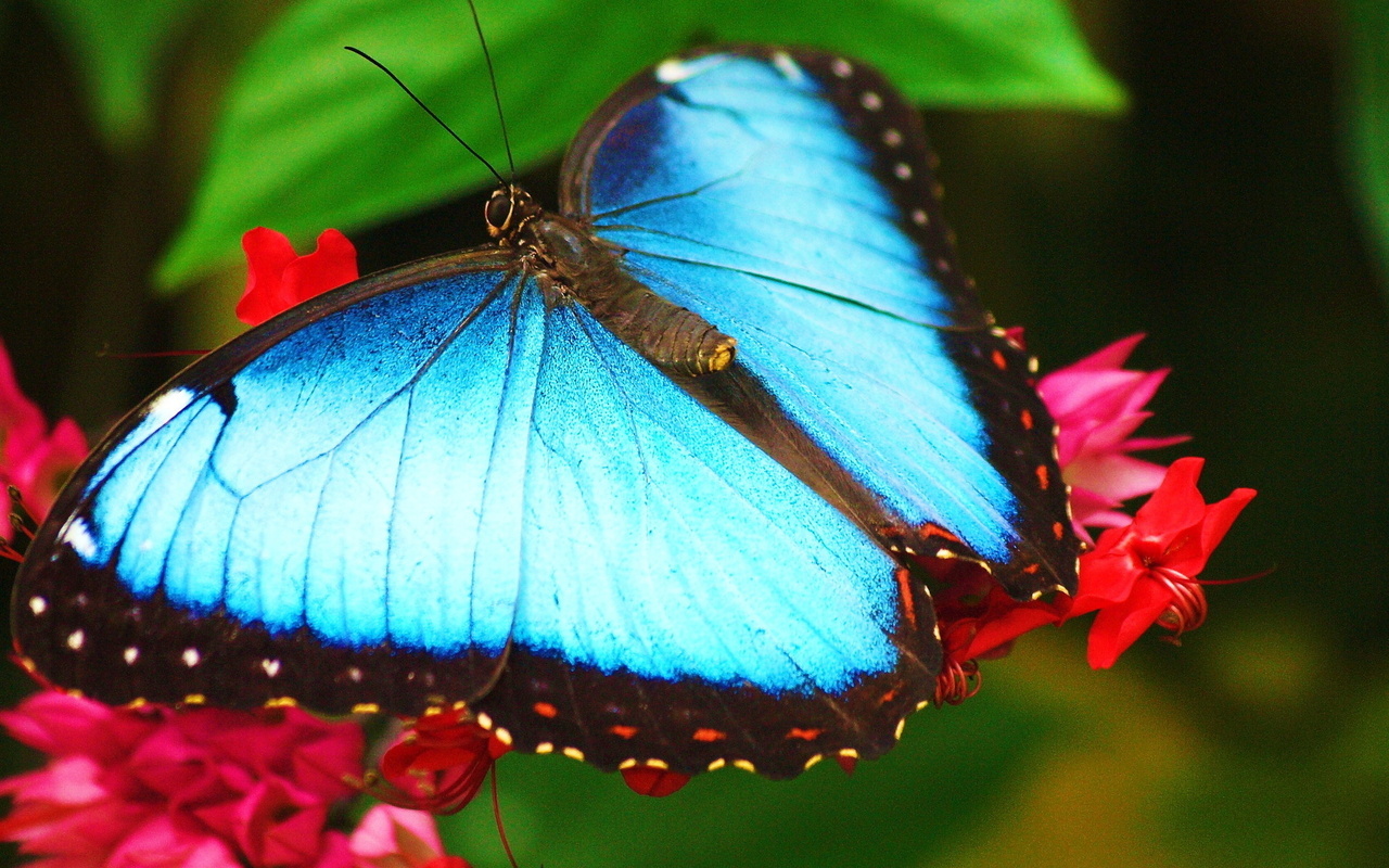 morpho, ,   ,  , 