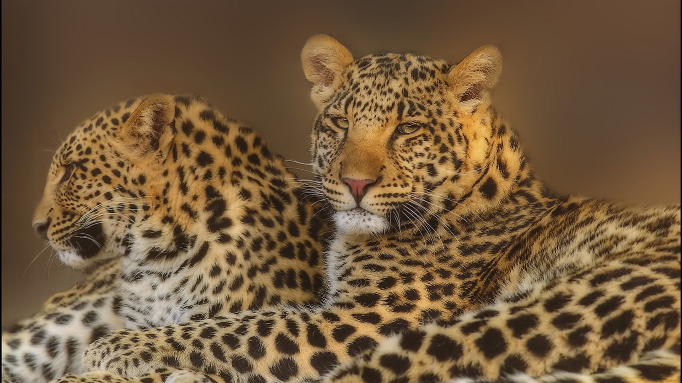 leopard, , , , 