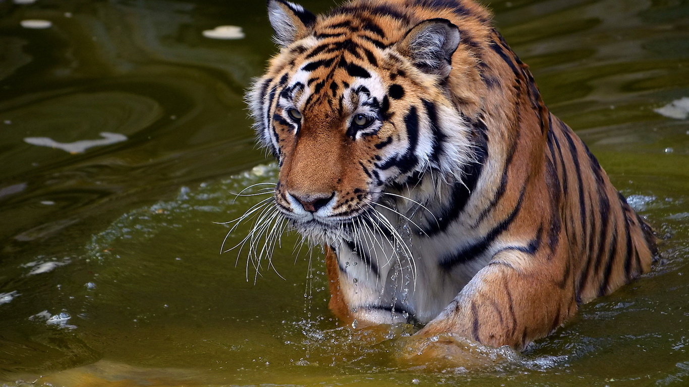 , , , panthera tigris, , tiger, , 