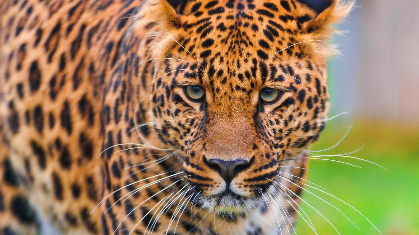 , , leopard, , panthera pardus, , 