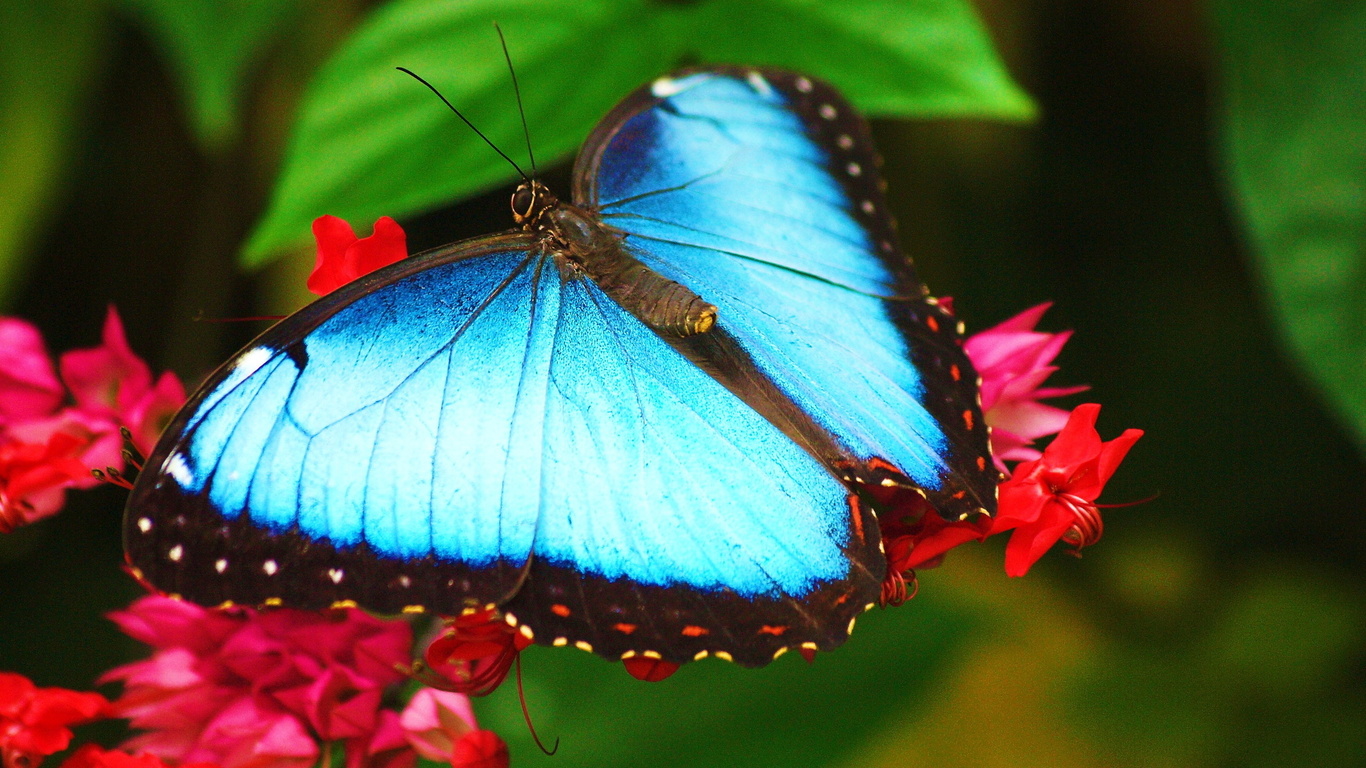 morpho, ,   ,  , 