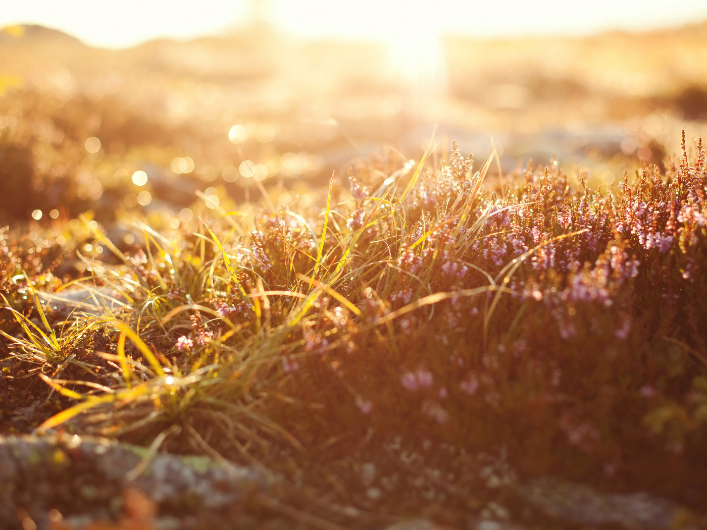 nature, grass, , , light, , macro, , , bokeh