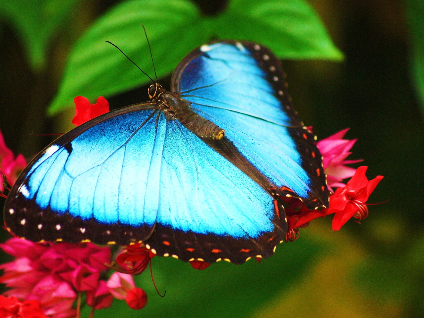 morpho, ,   ,  , 