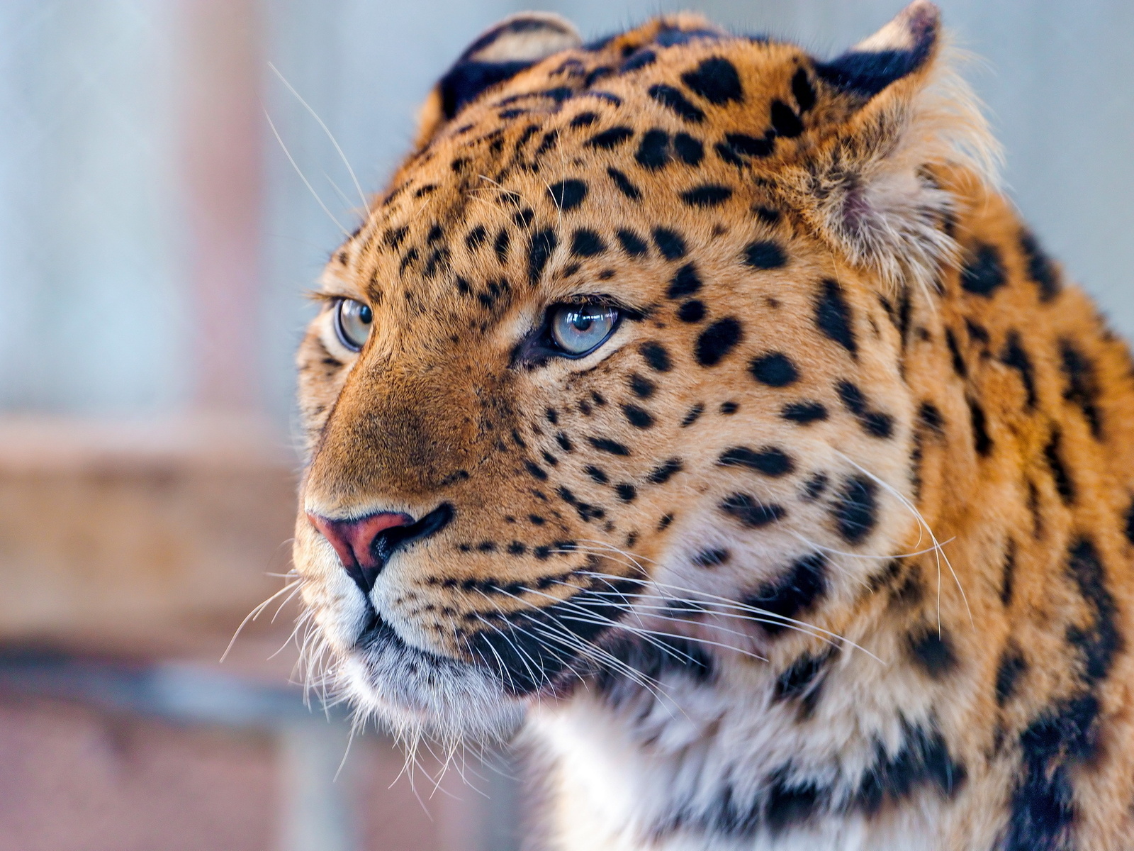 , amur leopard, , , , 