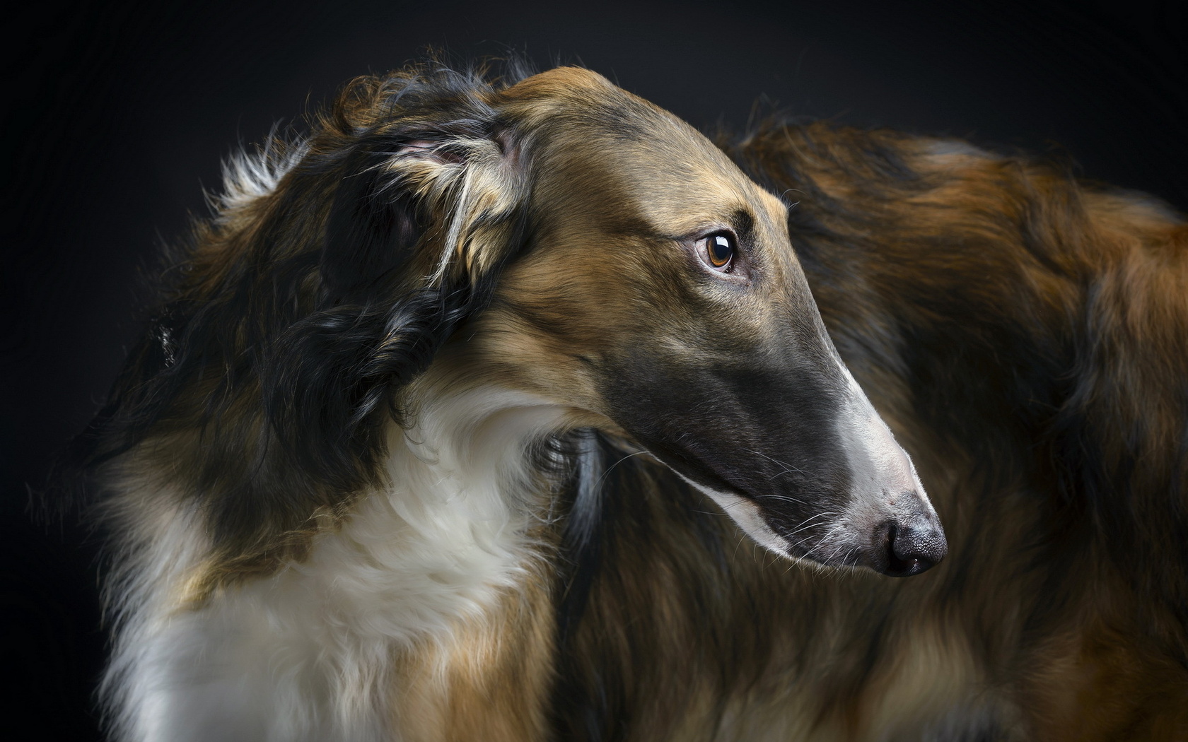 beauty, borzoi, 