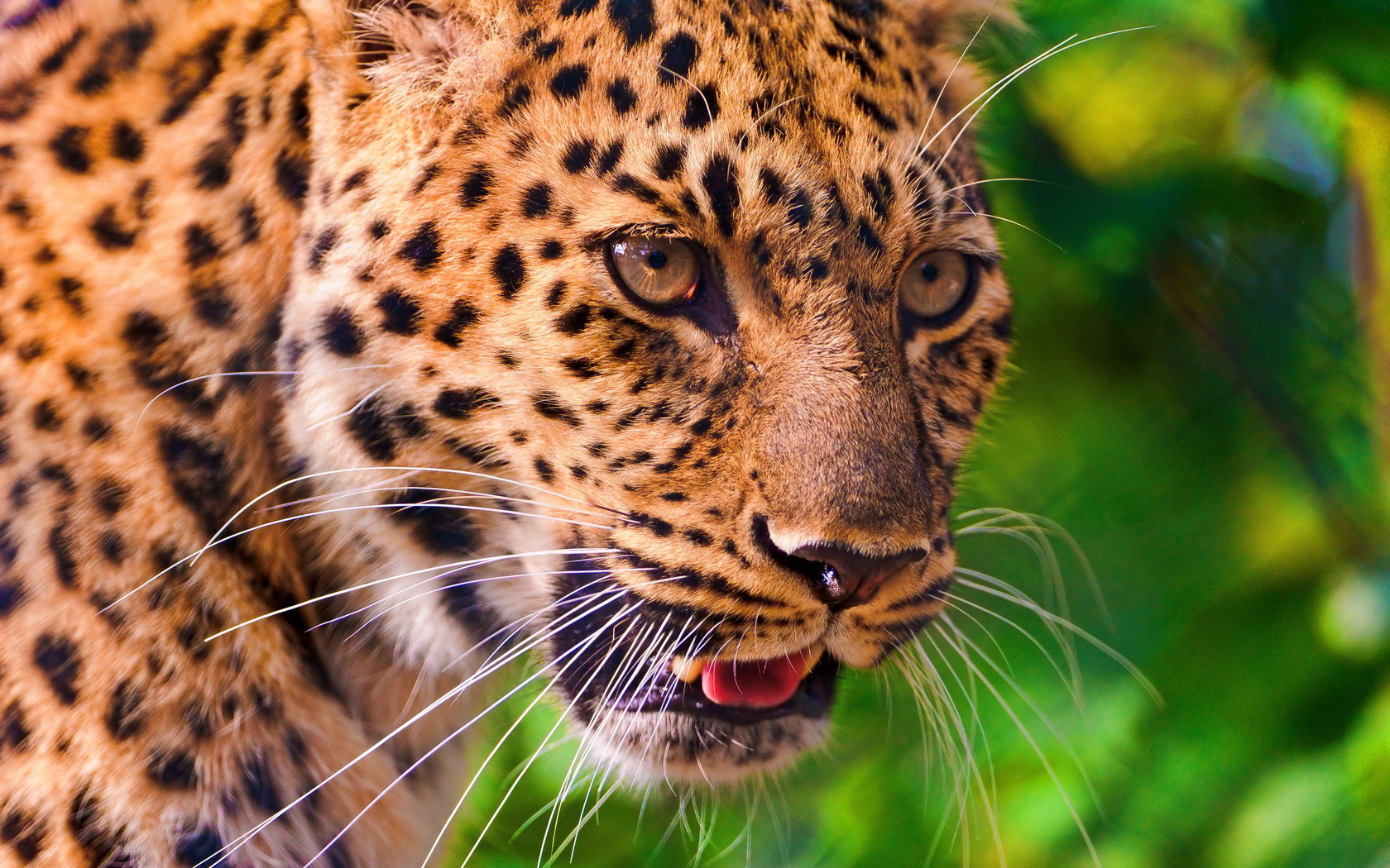 , , leopard, , , panthera pardus, 