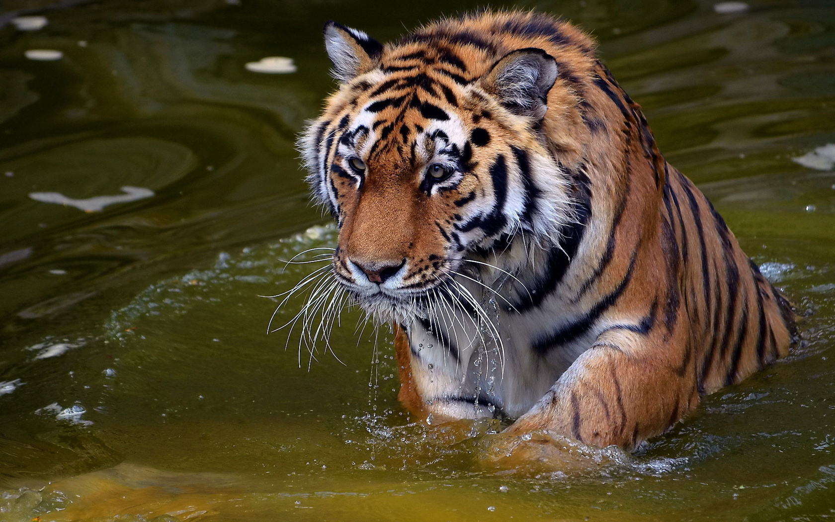 , , , panthera tigris, , tiger, , 