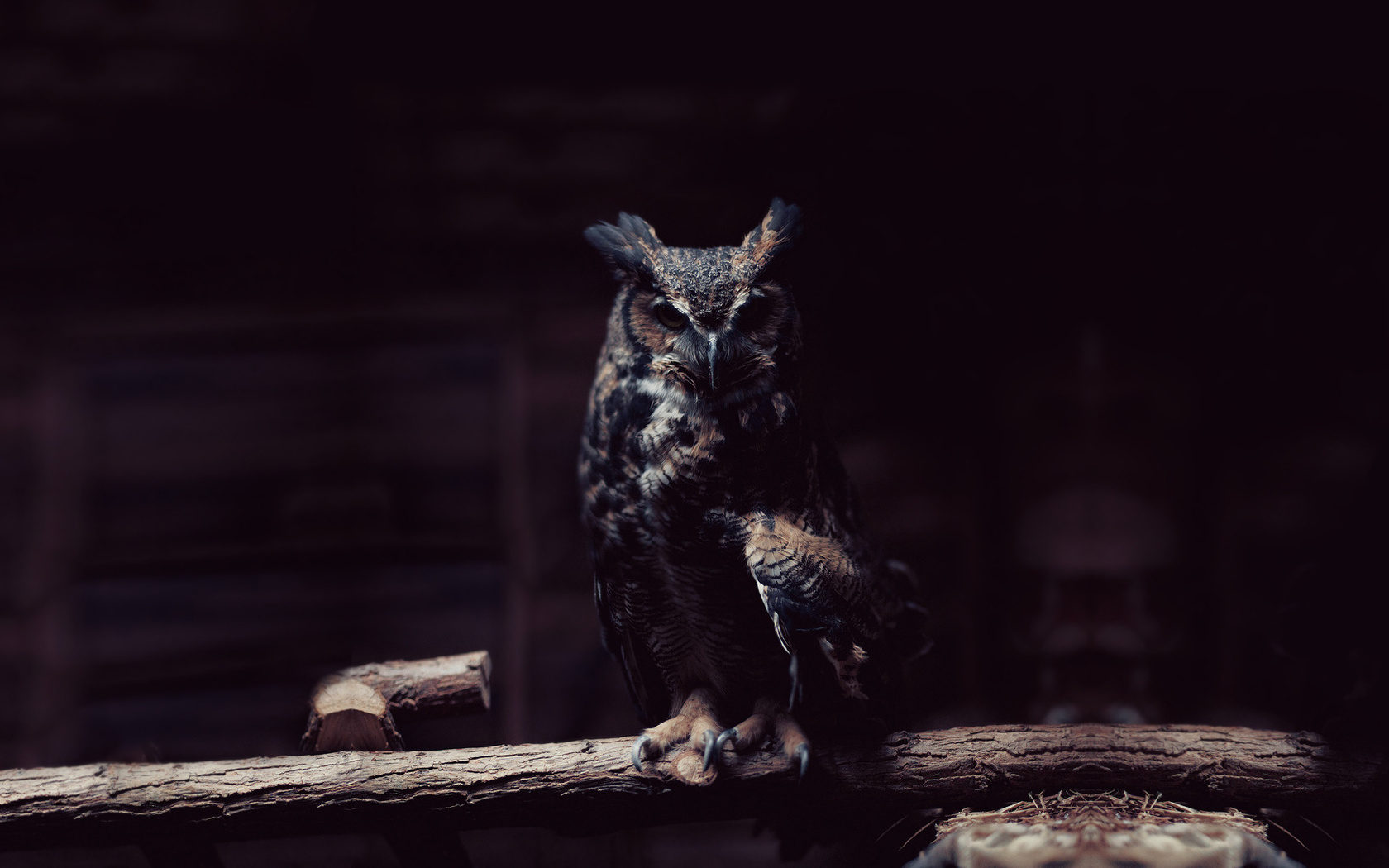 Owl, , , 