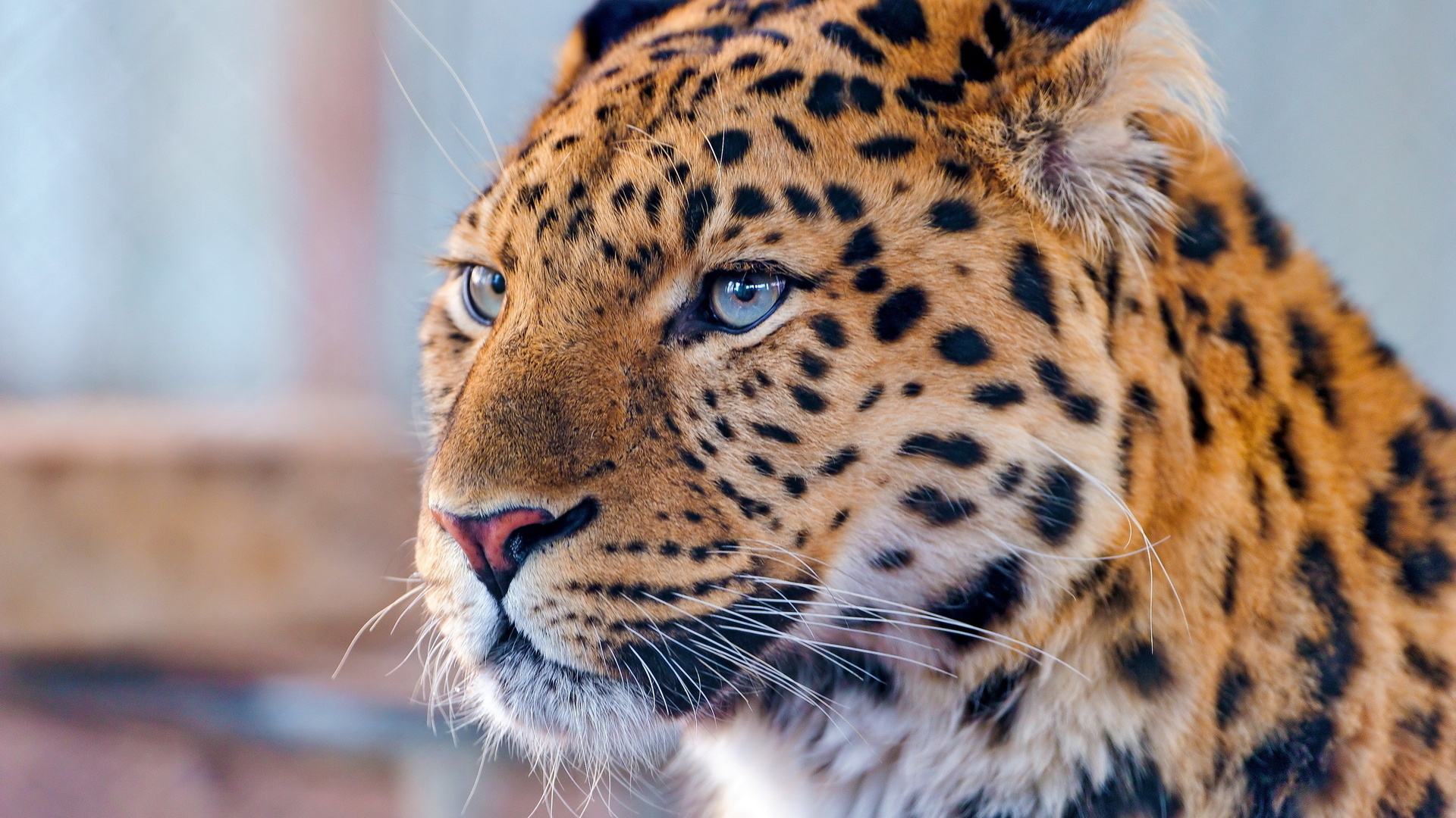 , amur leopard, , , , 