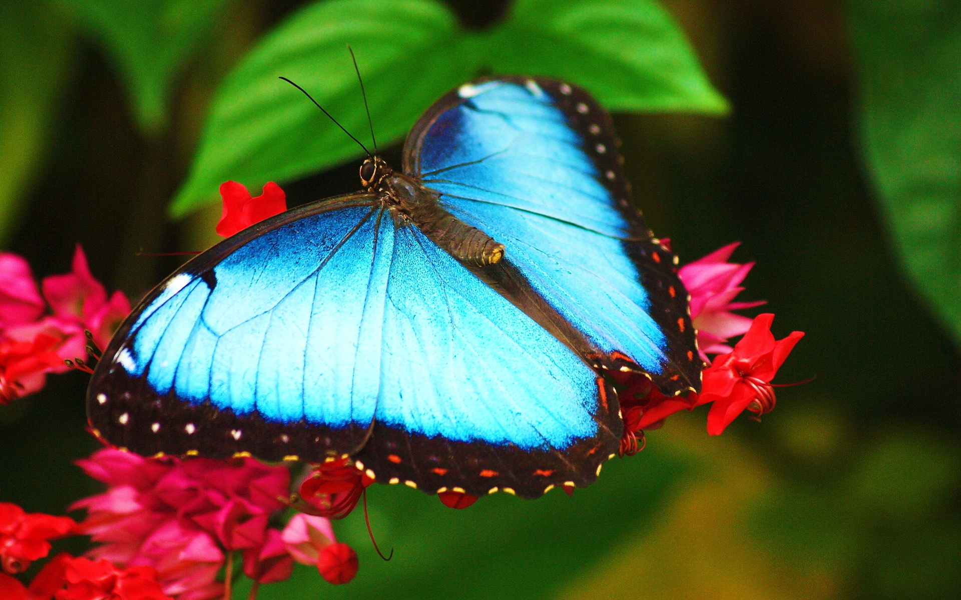 morpho, ,   ,  , 