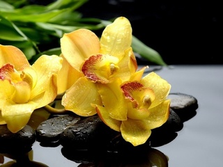 , , , orchids, , , 