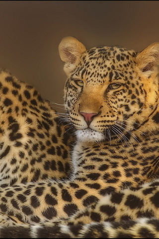 leopard, , , , 